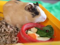 Guinea pig inside a cage with a food bowl, home keeping and daily care of a small rodent