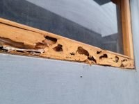 Termites damage parts of the house including the wood on the windows.