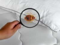 Magnifying glass detecting bed bugs on mattress