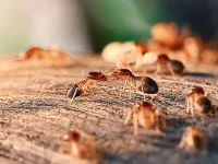 pest-control-in-delhi2